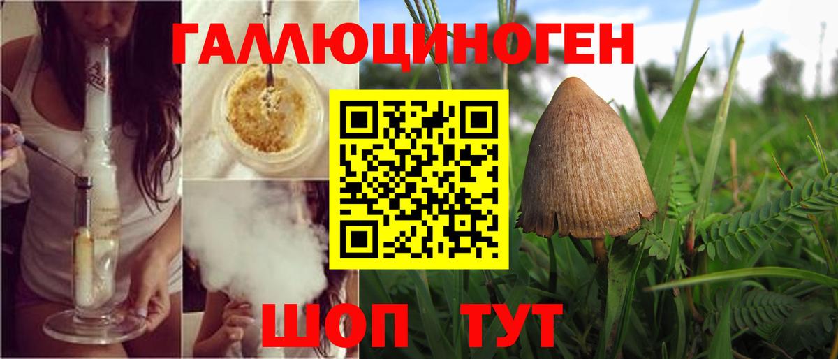 Псилоцибиновые грибы Psilocybine cubensis Апшеронск
